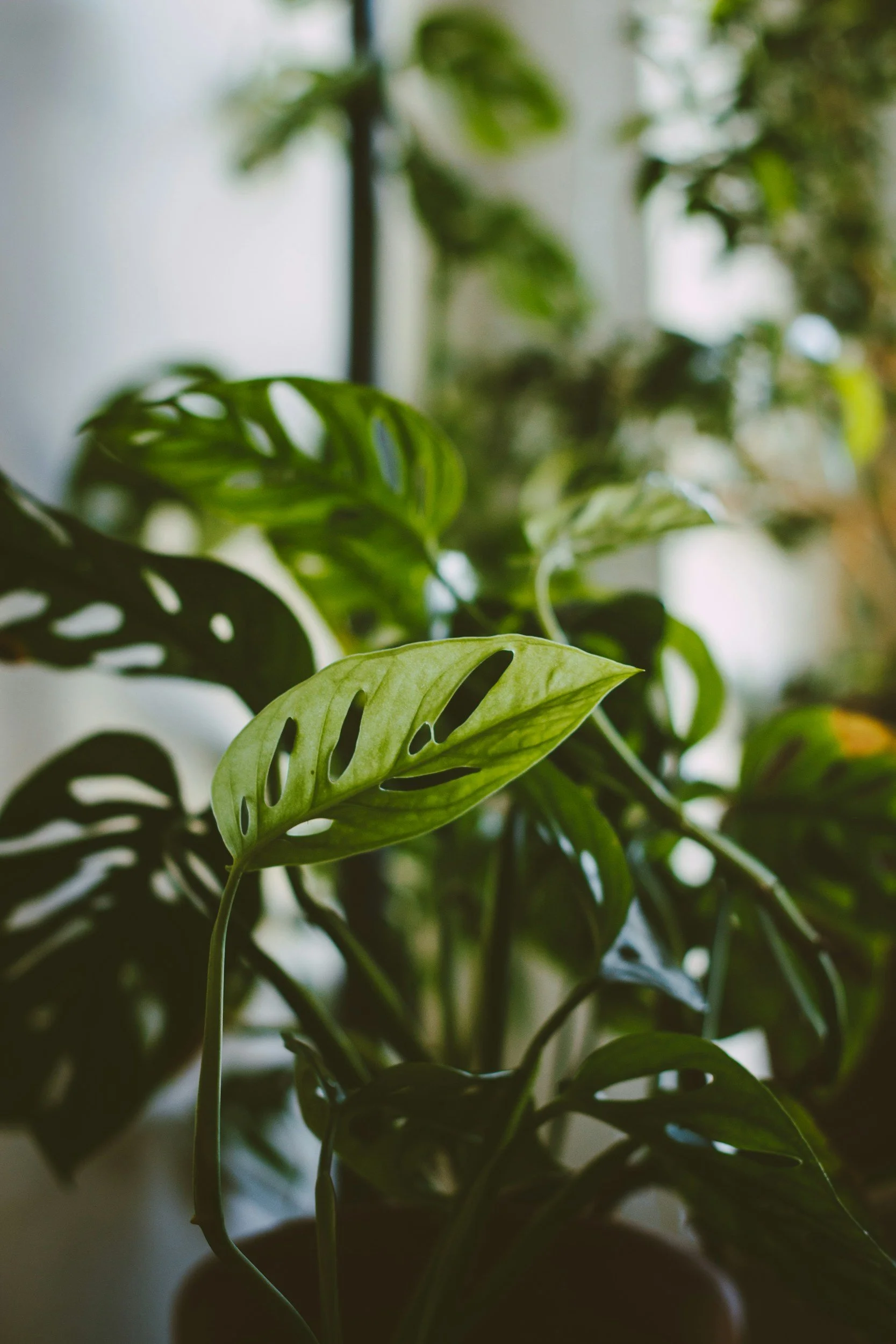 Close-up of green monstera leaves in a pot with blurred background.