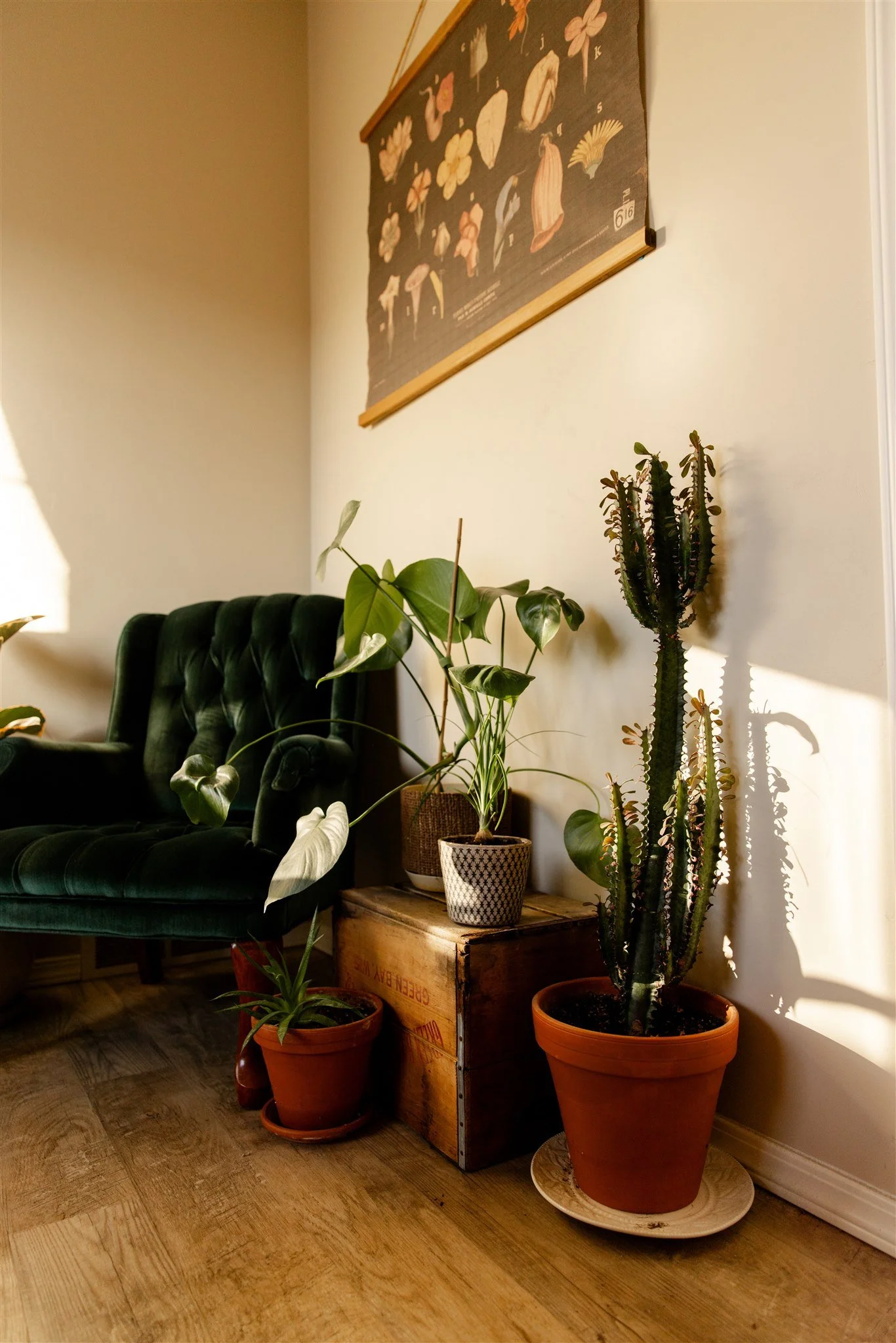 A cozy corner in a room with a dark green velvet tufted armchair and an arrangement of potted plants, including a tall cactus, placed on wooden and ceramic surfaces against a cream-colored wall with a botanical art print hanging above.