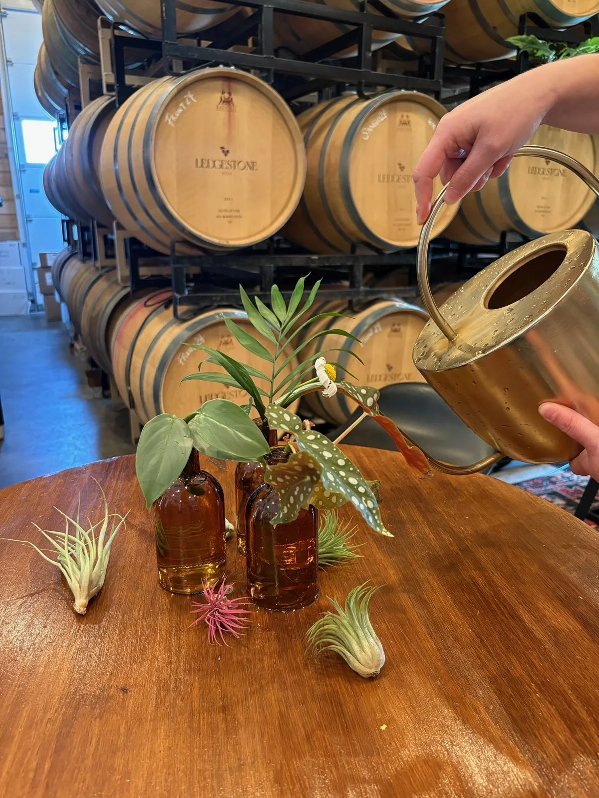 A person watering a plant placed in small glass bottles on a wooden table, with barrels stacked in the background.