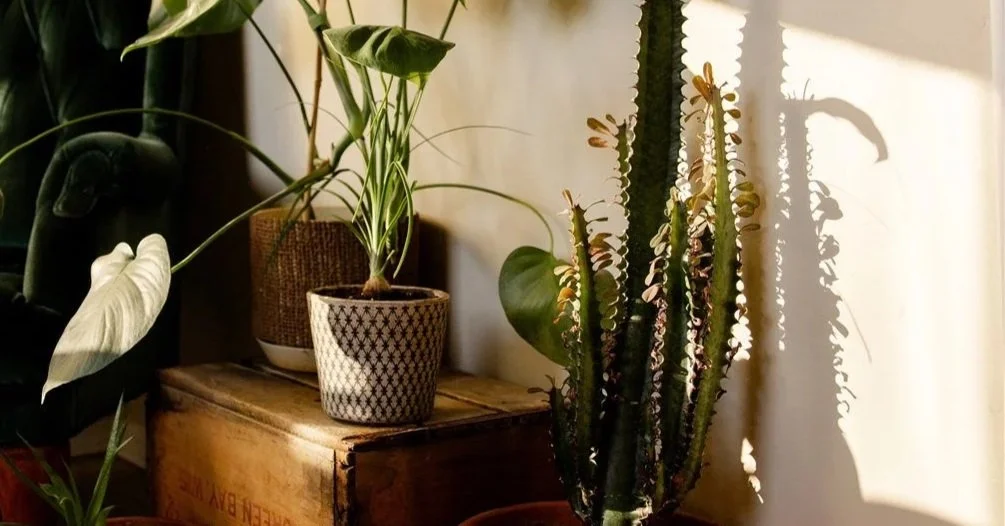 Various potted houseplants on and around wooden crate, sunlight casting shadows.