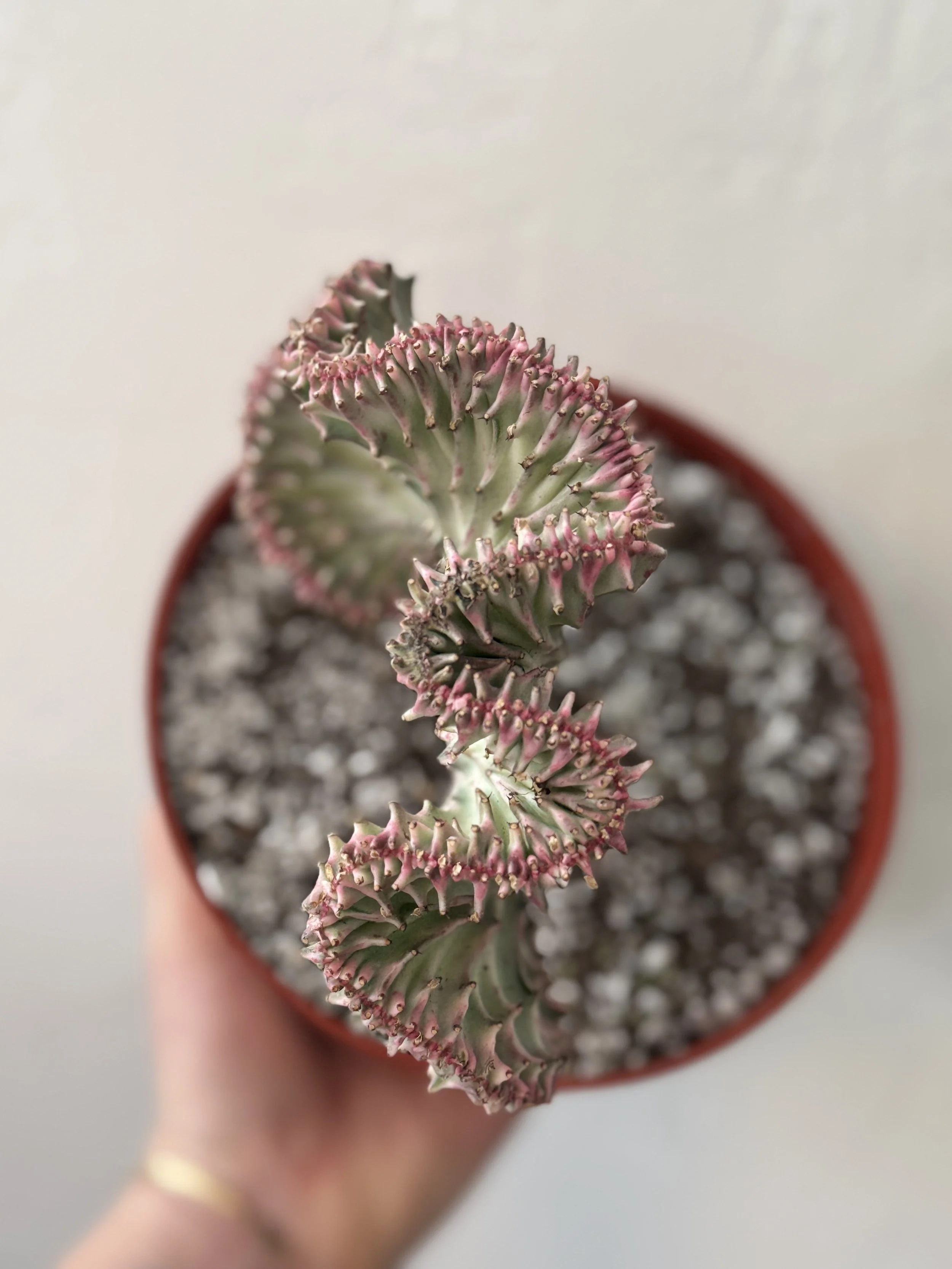 Close-up of a potted cactus plant with pink-tipped spines, held by a person's hand.