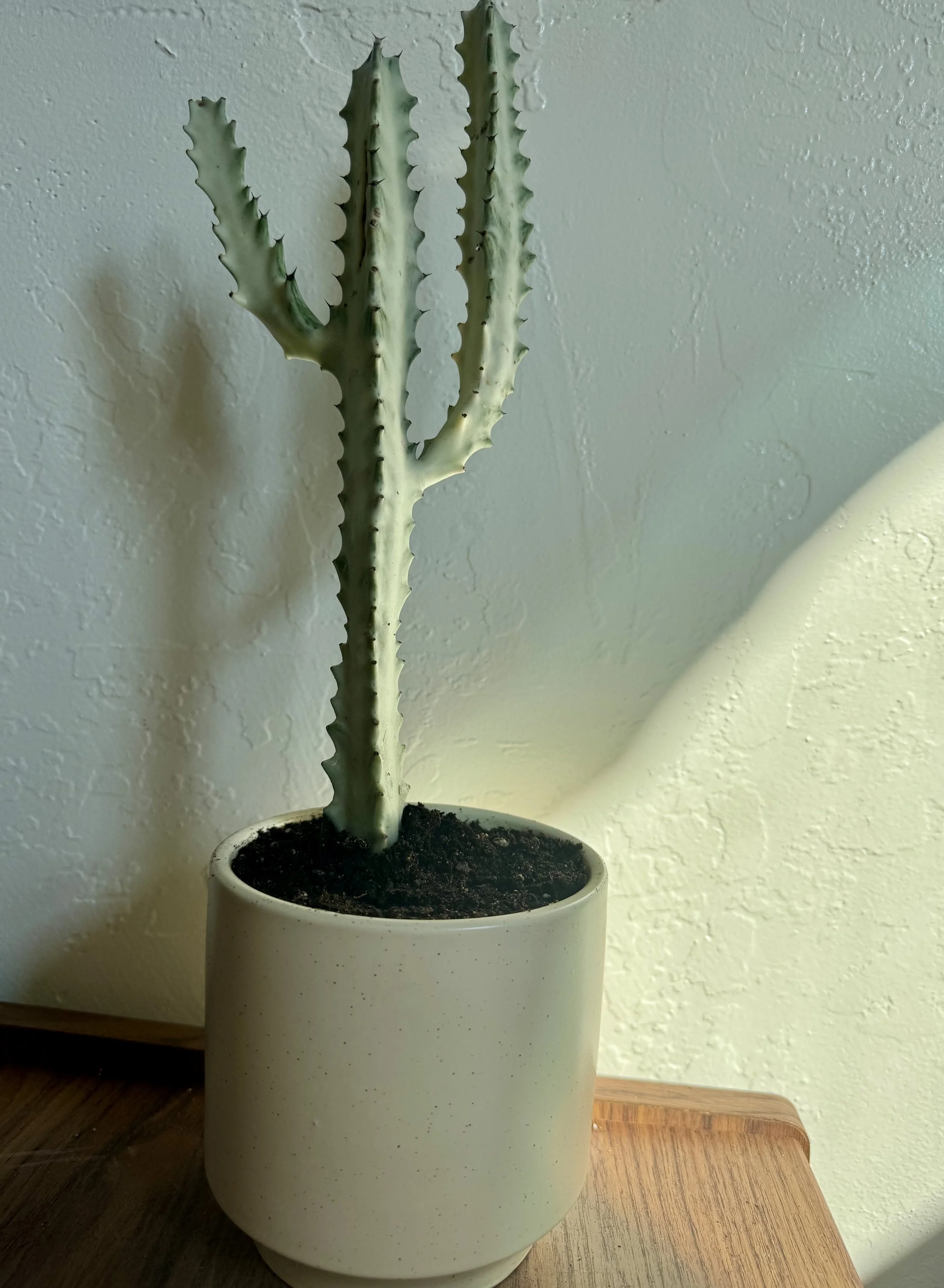 A cactus plant in a white pot placed on a wooden surface, with a textured white wall in the background.