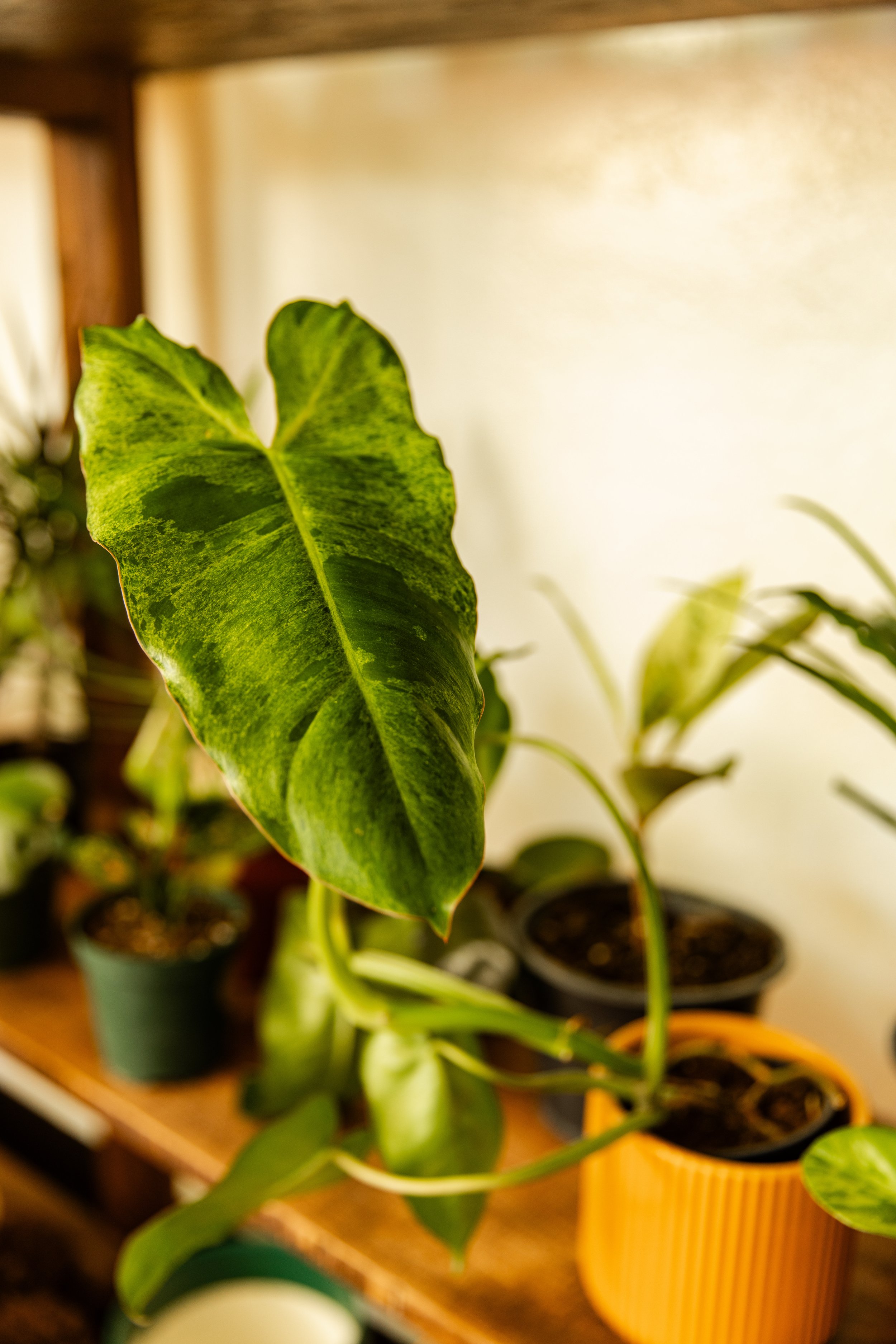 A green leafy plant in a black pot on a wooden surface, with other potted plants in colorful pots in the background.
