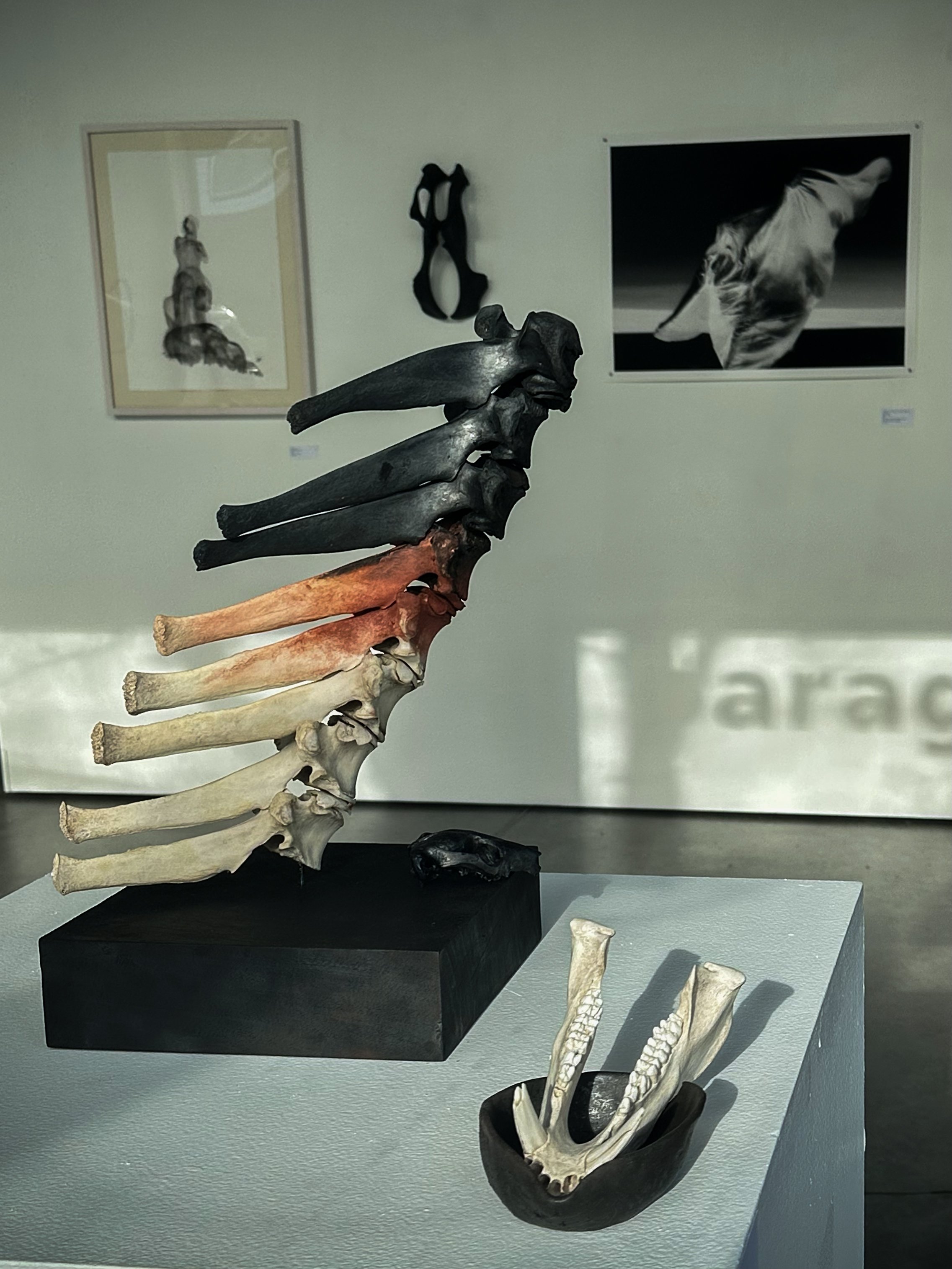 An art exhibit featuring a sculpture of a spine with multicolored vertebrae on a black base, and a smaller skull with jaw broken open on a gray surface, with framed photographs and abstract art on the wall in the background.