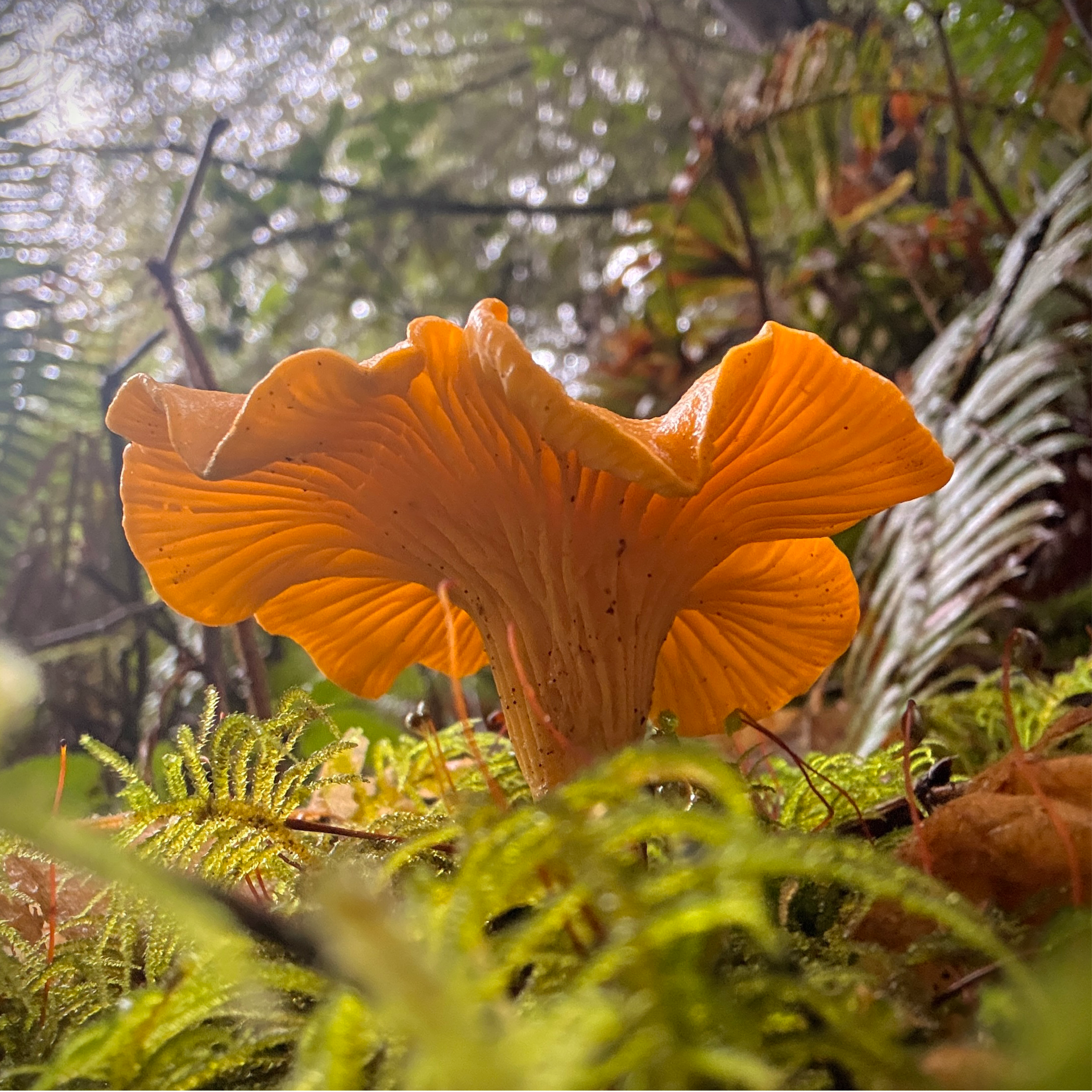 Close-up of an orange mushroom growing among green moss and forest floor debris, with blurred trees and sky in the background.