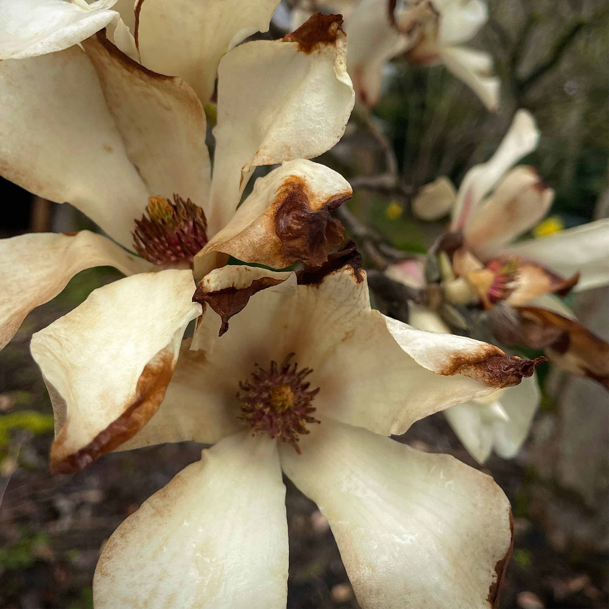 Close-up of withered white magnolia flower petals with brown edges and prominent stamens.
