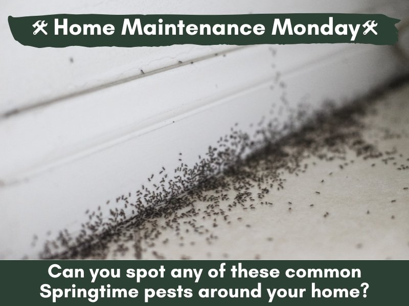 Home Maintenance Monday 4/21/25: Check In & Around Your Home For These Common Springtime PESTS!
