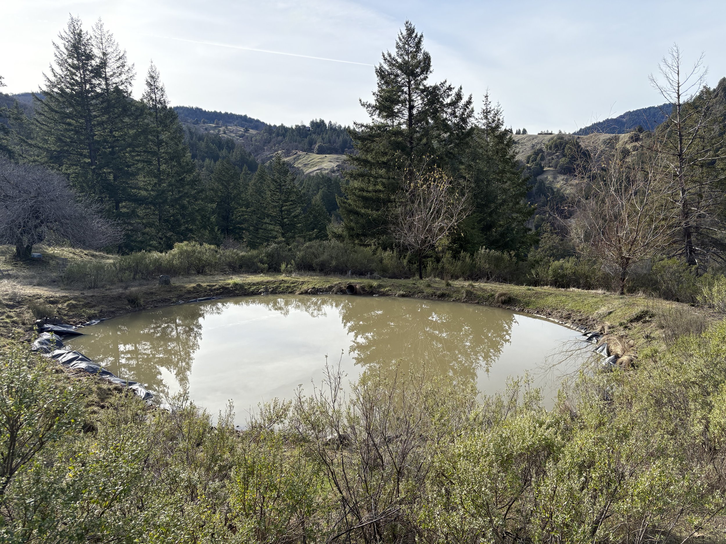 Pond in winter.jpeg