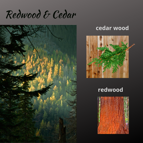 redwood+cedar.webp