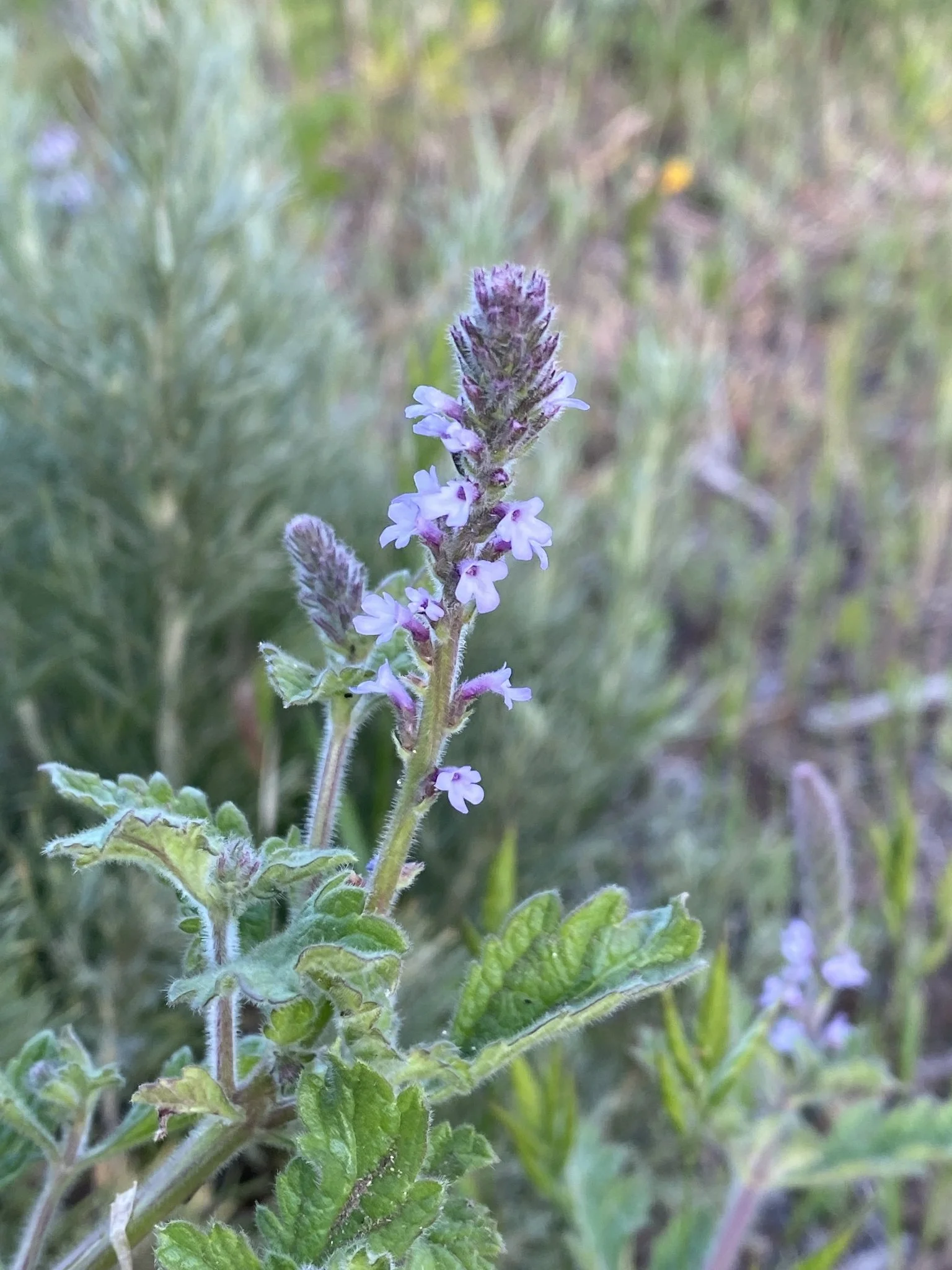 Verbena lasiostachys | Vervain