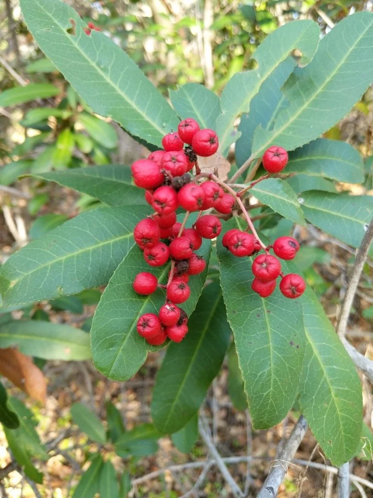 Heteromeles arbutifolia (Toyon)