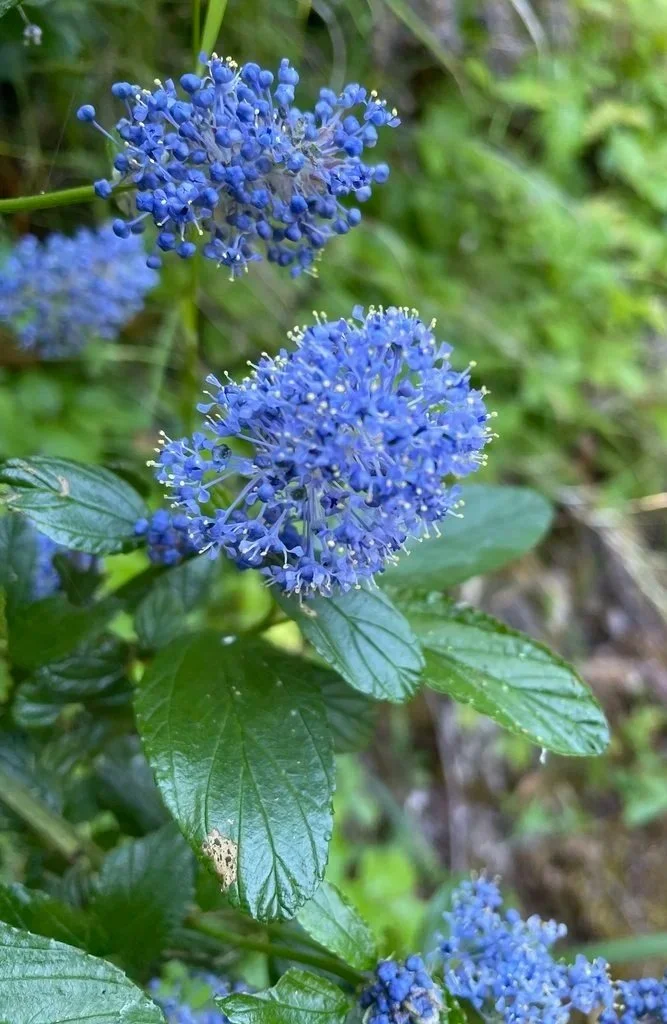 Ceanothus thyrsiflorus (Blueblossom)