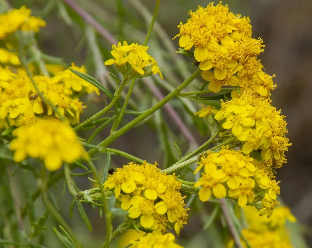 Eriophyllum confertiflorum (Golden Yarrow)