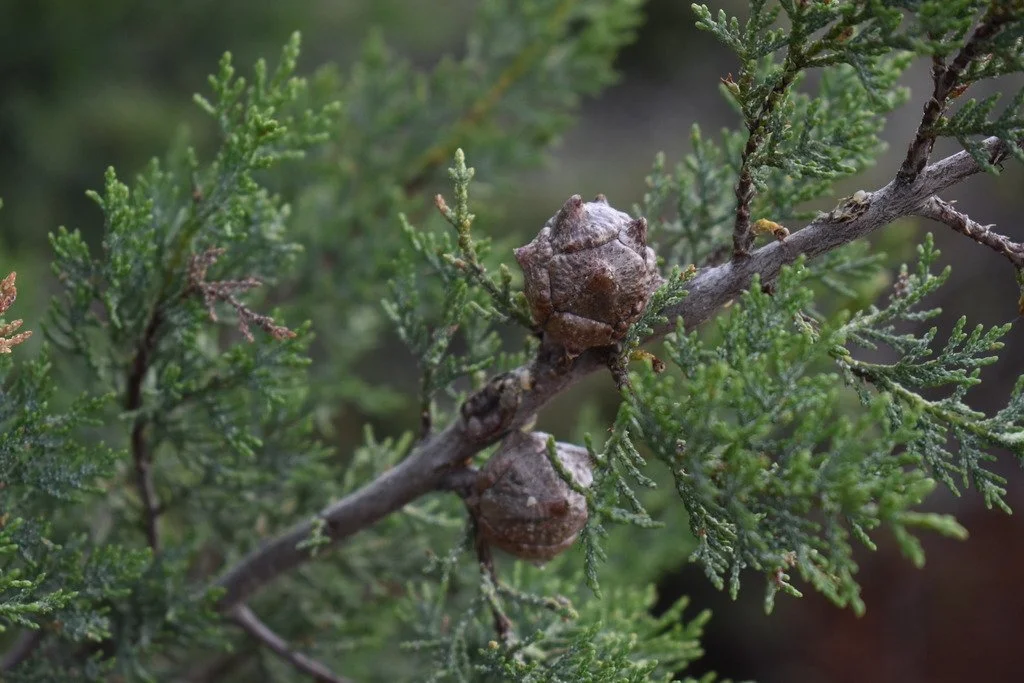 Hesperocyparis macnabiana (MacNab Cypress)