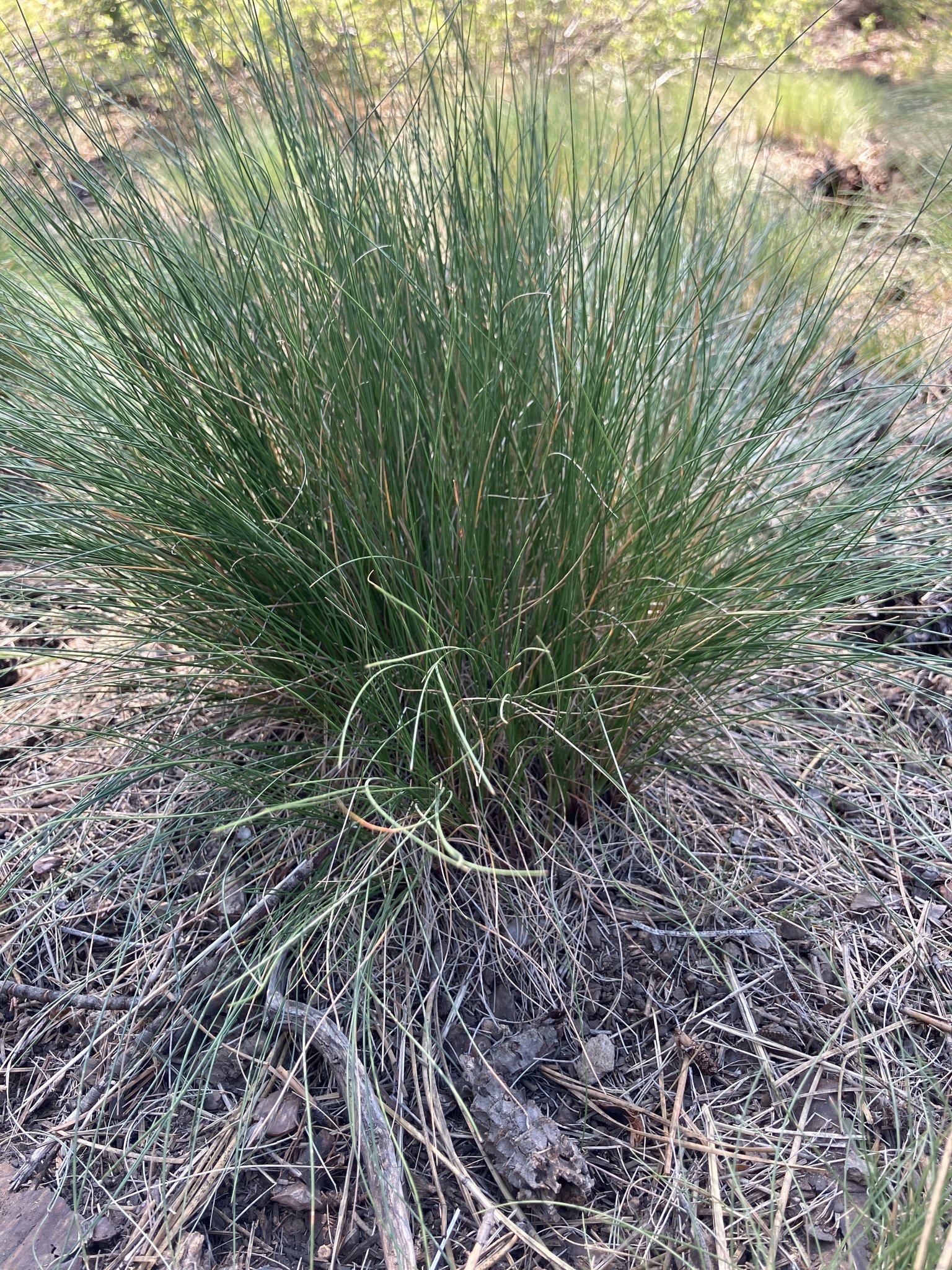 Festuca idahoensis | Idaho Fescue