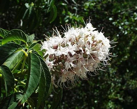 Aesculus californica (California Buckeye)