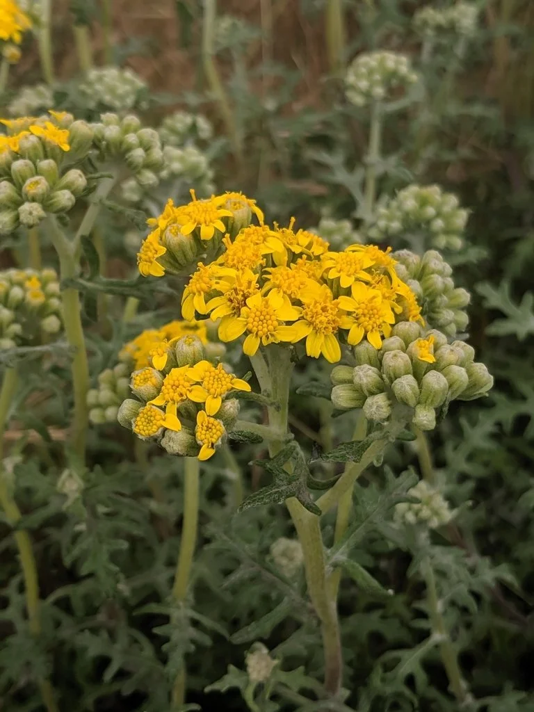Eriophyllum staechadifolium (Seaside Wooly Sunflower)