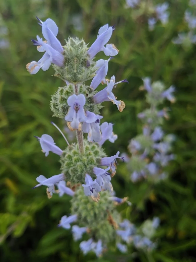Salvia mellifera (Black Sage)