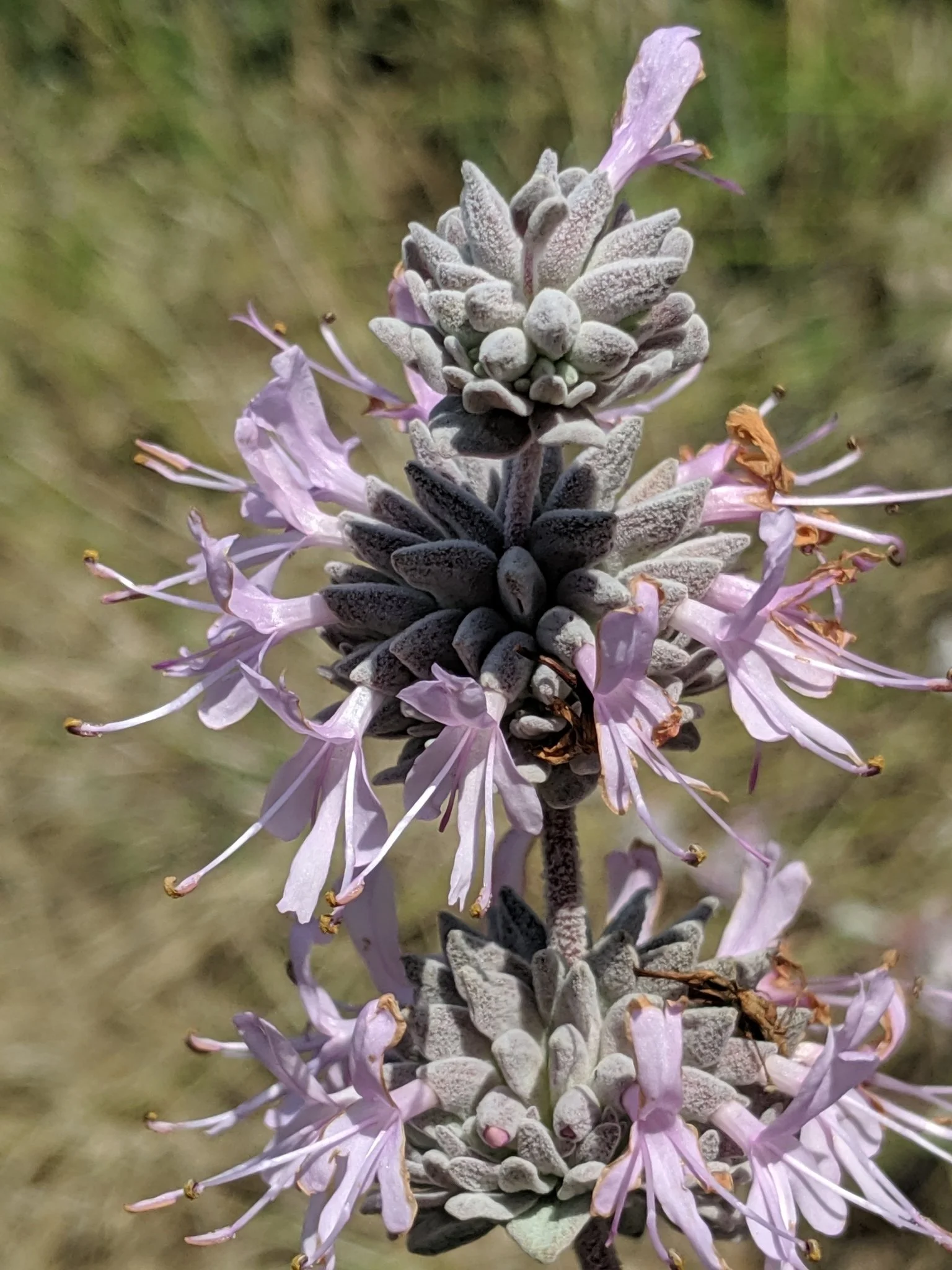 Salvia leucophylla (Purple Sage)