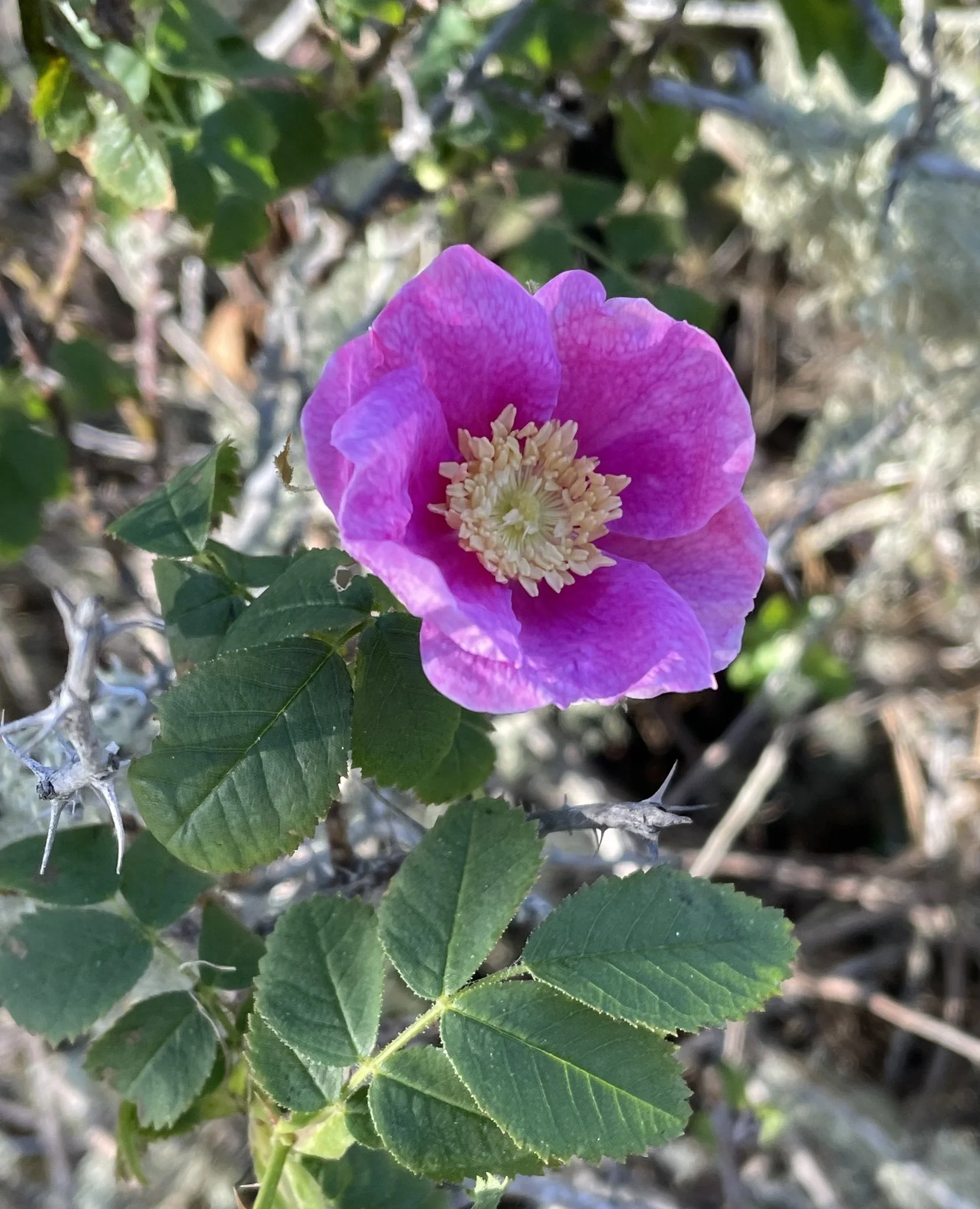 Rosa californica | California Wildrose