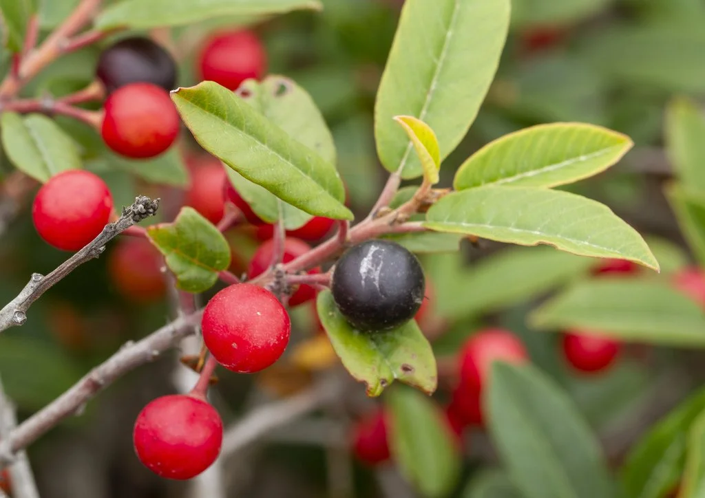 Frangula californica (Coffeeberry)