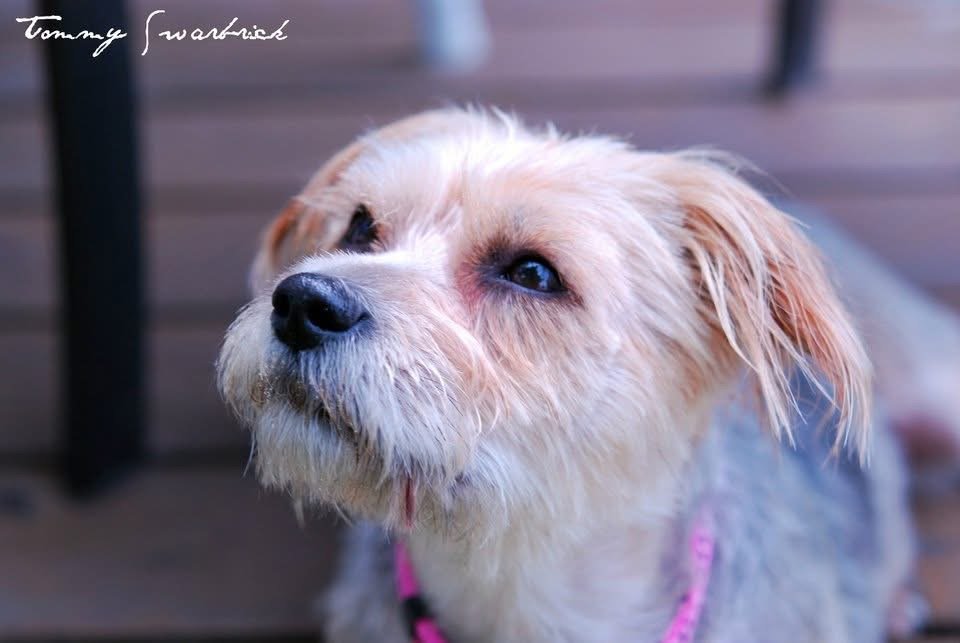 Close-up of a small, scruffy dog with light-colored fur, a black nose, and blue eyes, looking upwards, with a pink collar, on a wooden deck.