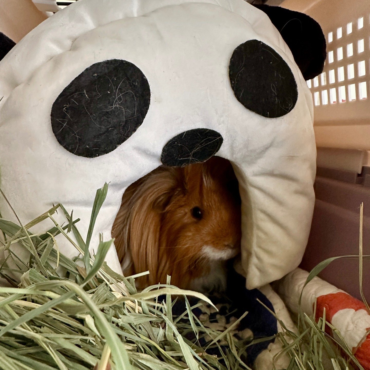 Special guest on board! Meet 21, the cutest little guinea pig with the biggest personality! 🐹 #pawpledge #pettaxisg #pettransportsg #ridewithpawpledge #guineapig