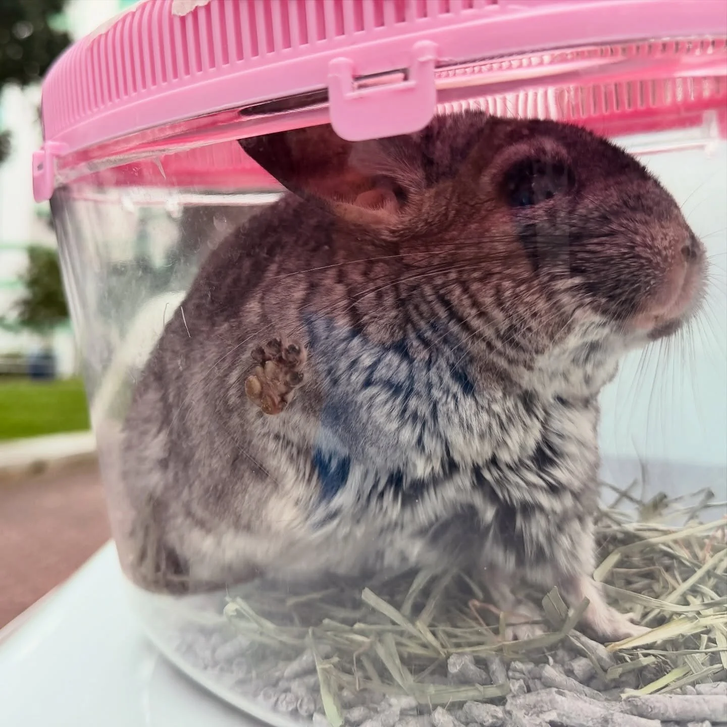 Today&rsquo;s passenger: one chinchilla, travelling exclusively in fluff class 🐭💺✨ #chinchilla #chinchillalife #smallpettravel #pettransport #petrelocation #pettransportsg #ridewithpawpledge #pettaxisg #pawpledge