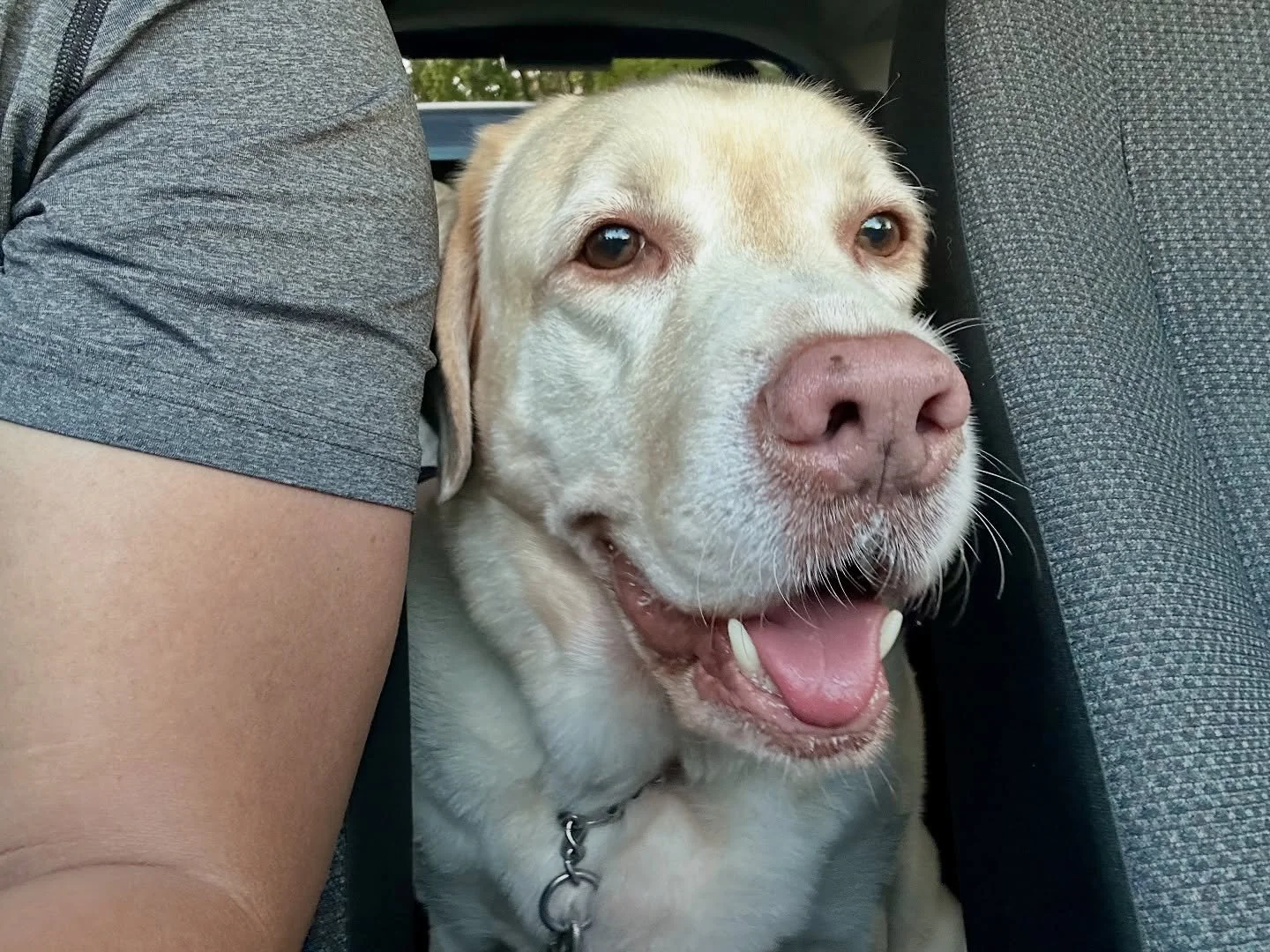 Round trip to the vet for this big lab&hellip;morale low, tail still high 🐾😂 #pawpledge #pettaxisg #pettransportsg #ridewithpawpledge #sgpettaxi