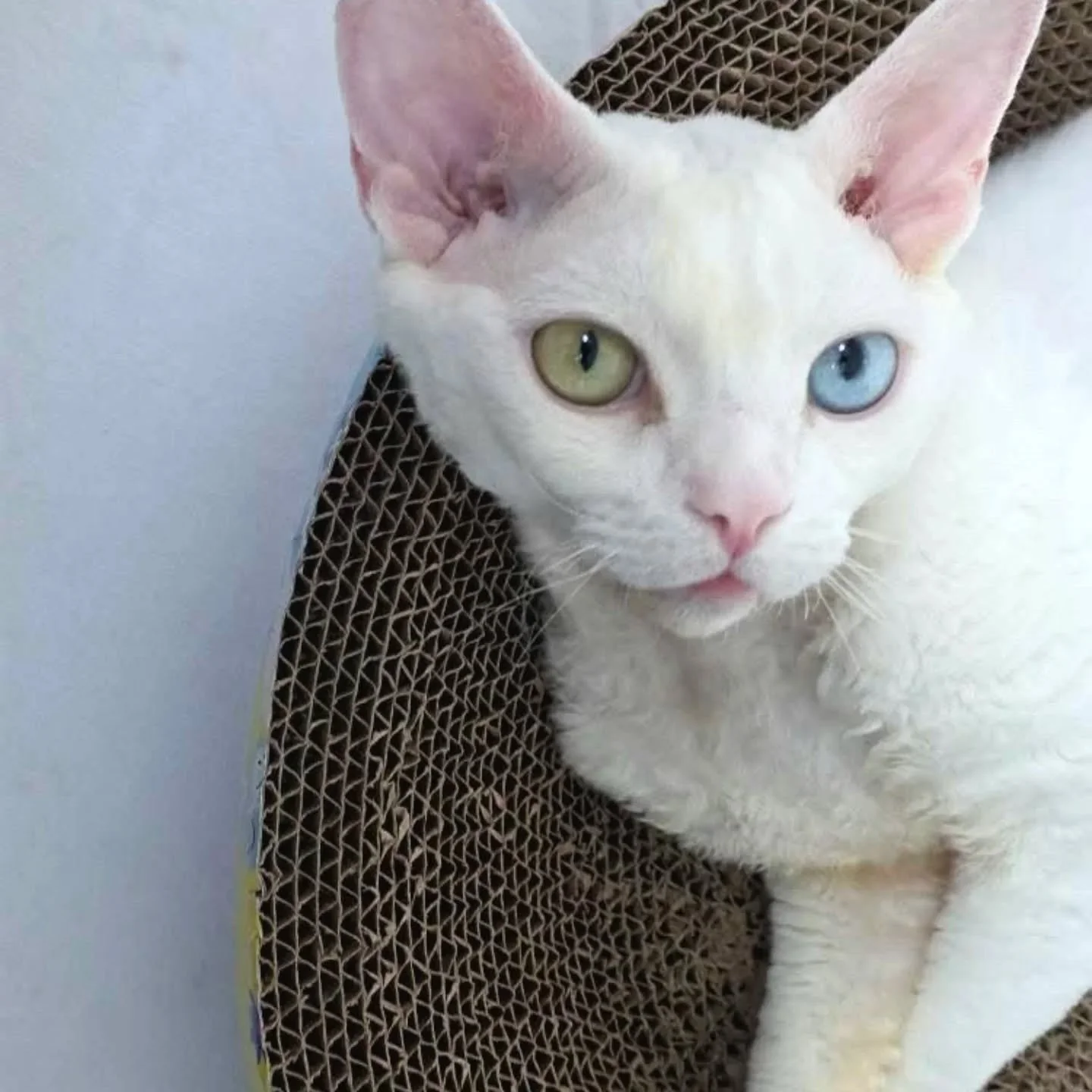 #devonrex onboard: sleek, stylish, and slightly judging our driving 🚗 🐈  #pawpledge #pettaxisg #pettransportsg #sgpettaxi #ridewithpawpledge