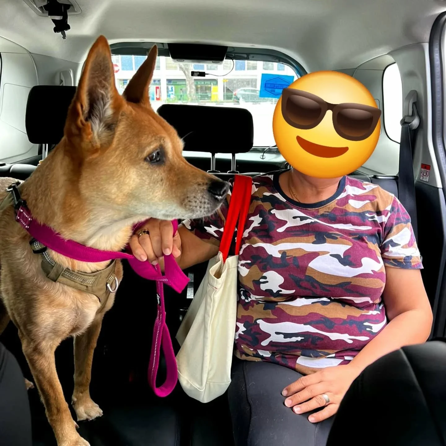 Riding with a #singaporespecial. 100% local, 200% lovable ❤️ 🐾  #pawpledge #pettaxisg #pettransportsg #sgpettaxi #ridewithpawpledge
