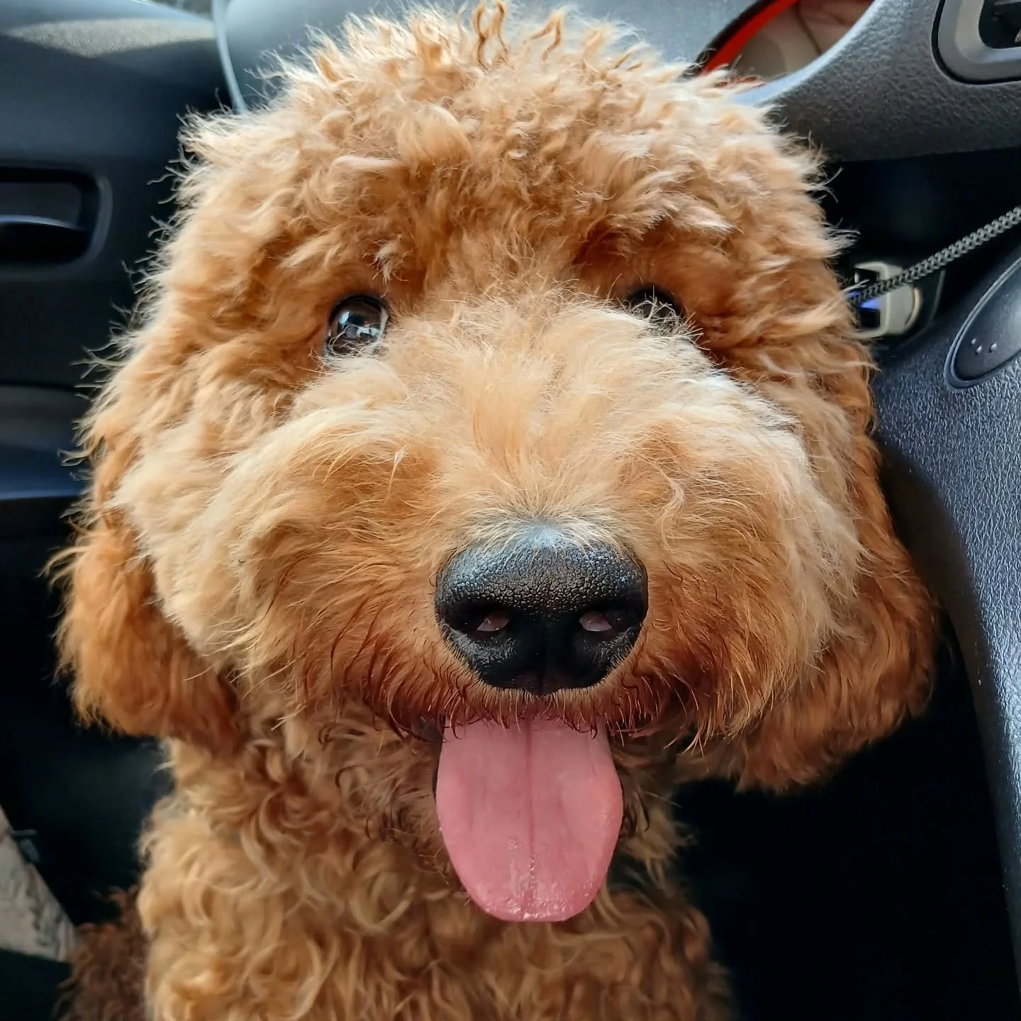 #goldendoodle on board- extra fluff, zero drama #pawpledge #pettransportsg #pettaxisg #ridewithpawpledge #sgpettaxi