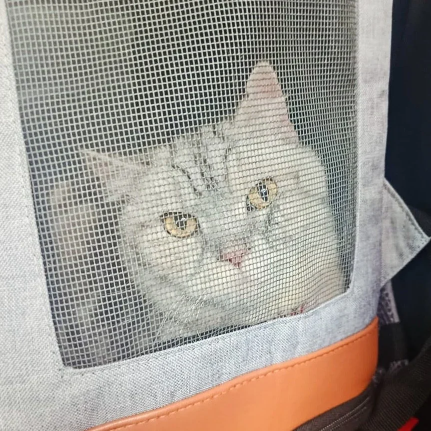 Mummy tied up - Pawpledge to the rescue! 🐈❤️ 
#pawpledge #pettaxisg #pettransportsg #ridewithpawpledge #sgpettaxi