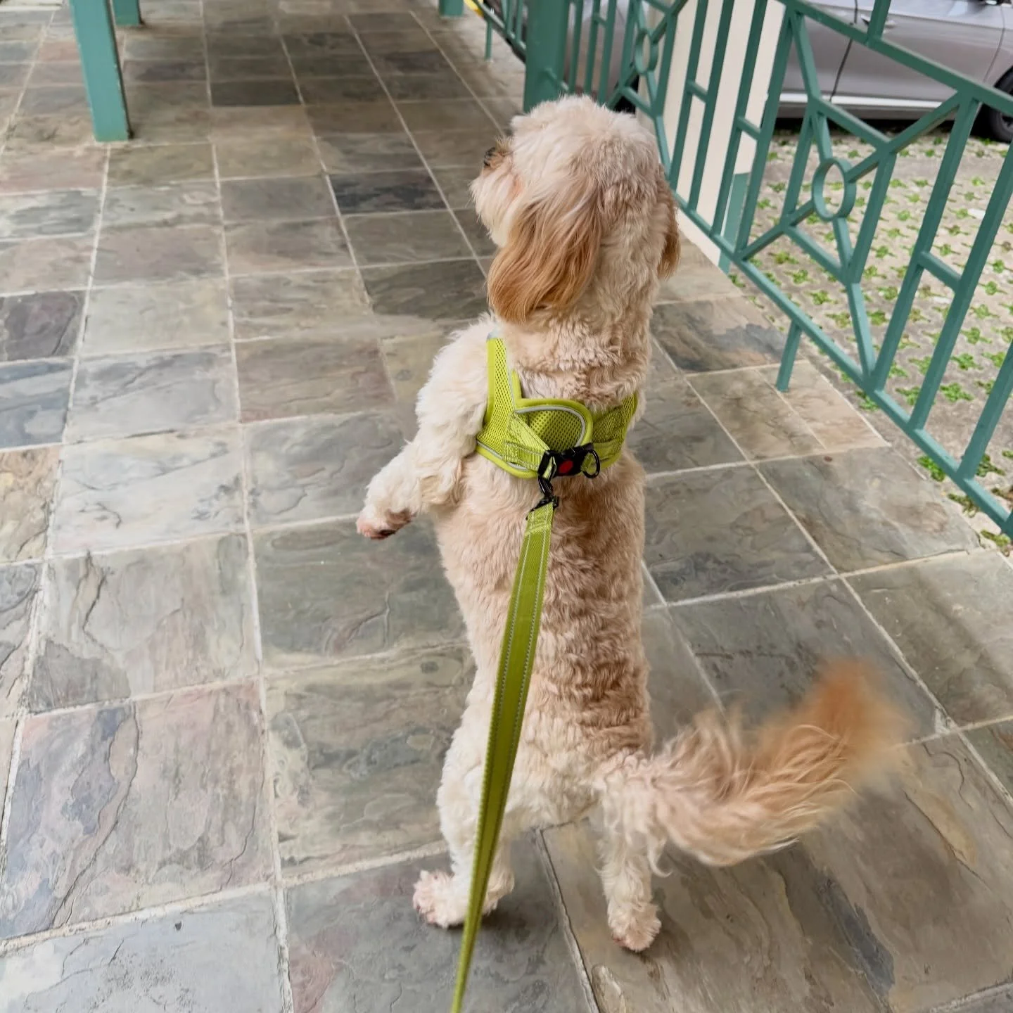 VIP travelling with attitude and two-leg mode 🐾🤗
#pawpledge #pettaxisg #pettransportsg #ridewithpawpledge #sgpettaxi #cavapoo