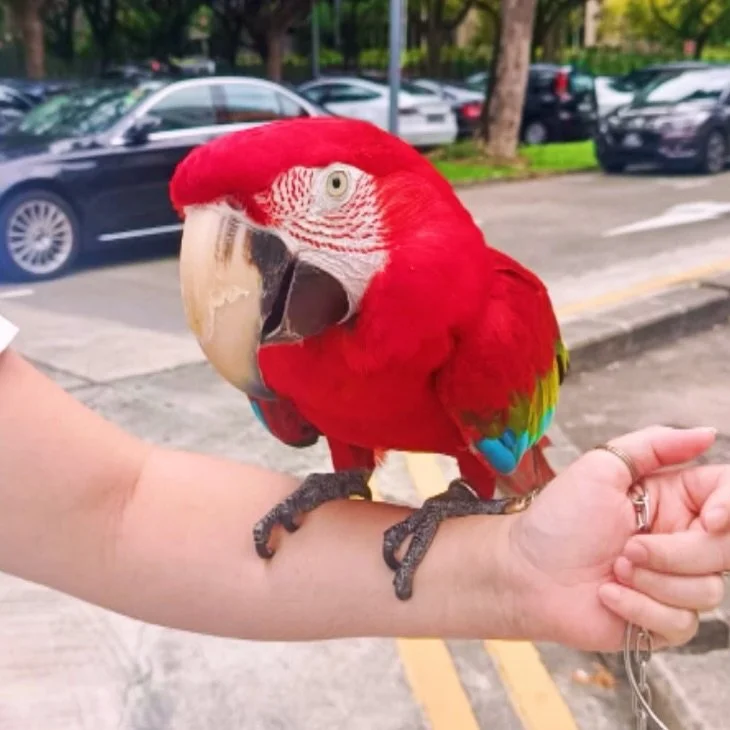 Today&rsquo;s passenger came dressed in rainbow feathers and confidence. 🦜🌈
#macaw #birdtravel #pawpledge #pettaxisg #pettransportsg #ridewithpawpledge #sgpettaxi