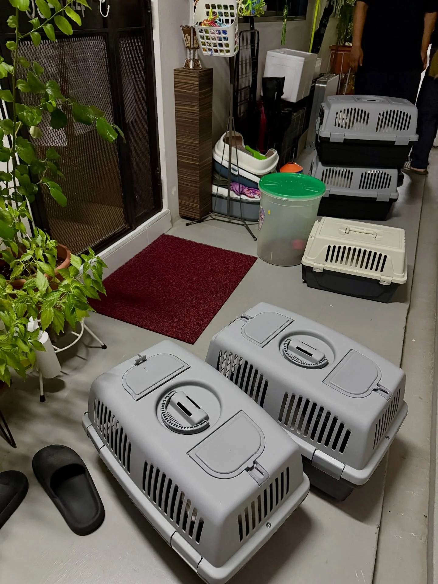 The great #ragdoll night migration 🐈❤️
#pawpledge #pettaxisg #pettransportsg #ridewithpawpledge #sgpettaxi