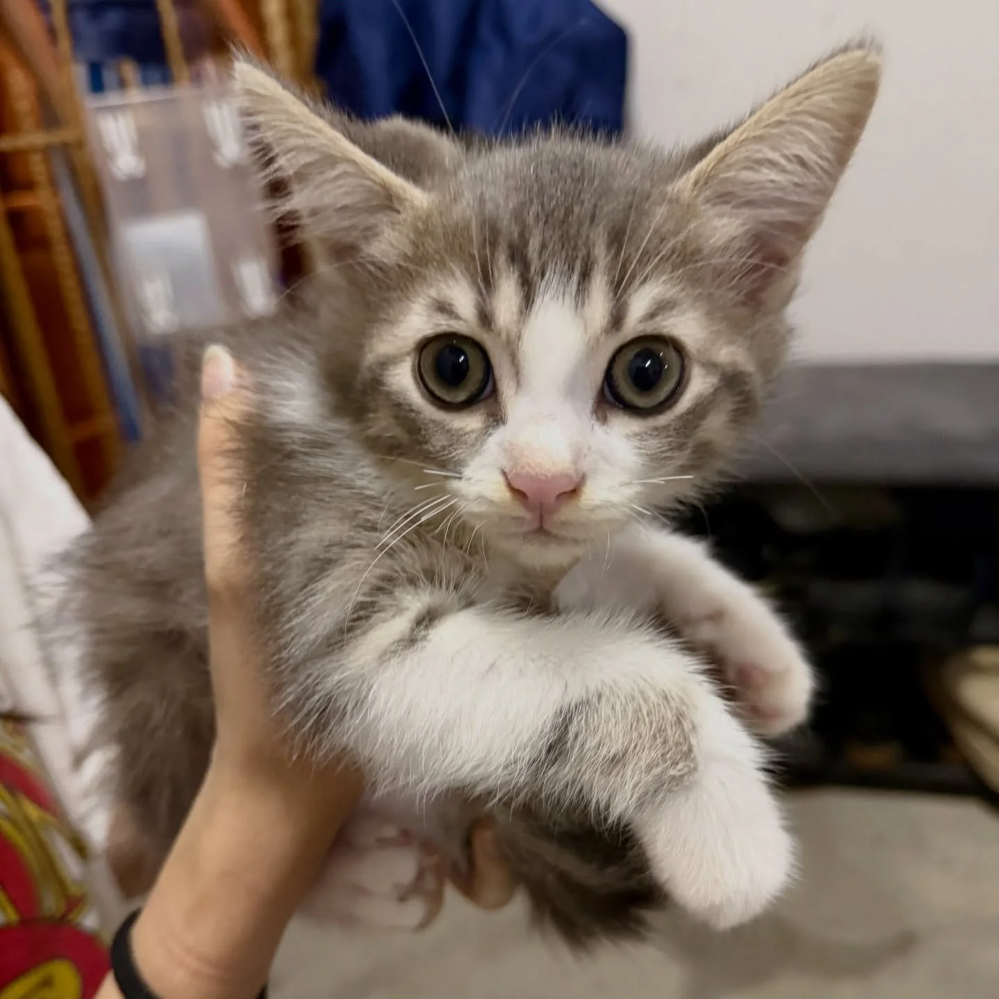 Domestic Shorthair delivered - held high like Simba 🦁 
#pawpledge #pettaxisg #pettransportsg #ridewithpawpledge #sgpettaxi