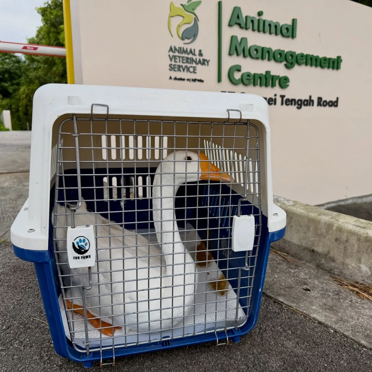 From dogs to&hellip; goose. We do it all 😅🪿
#pawpledge #pettaxisg #pettransportsg #goose #sgpettaxi