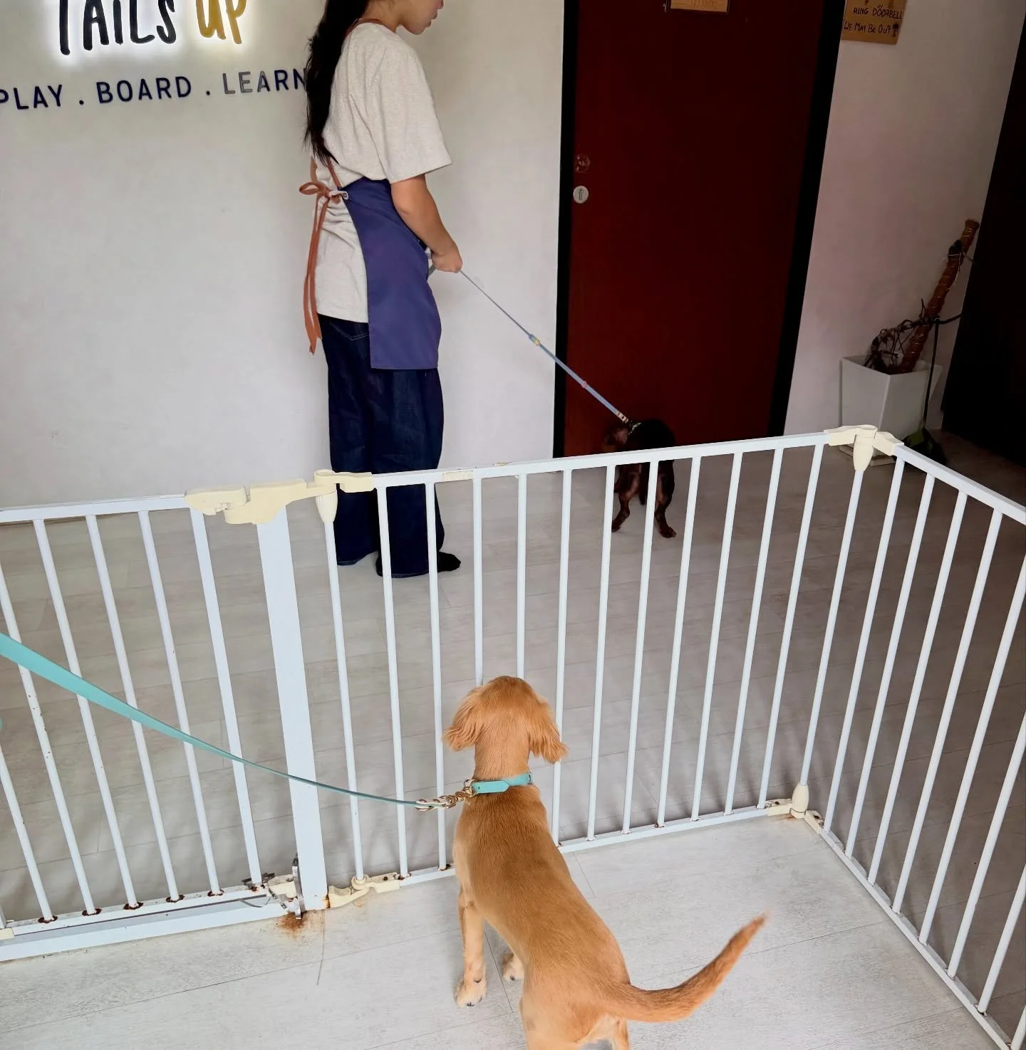 Double drop-off at doggy daycare. Let the fun begin 🐕🐕🎉 #pawpledge #pettaxisg #pettransportsg #ridewithpawpledge #sgpettaxi