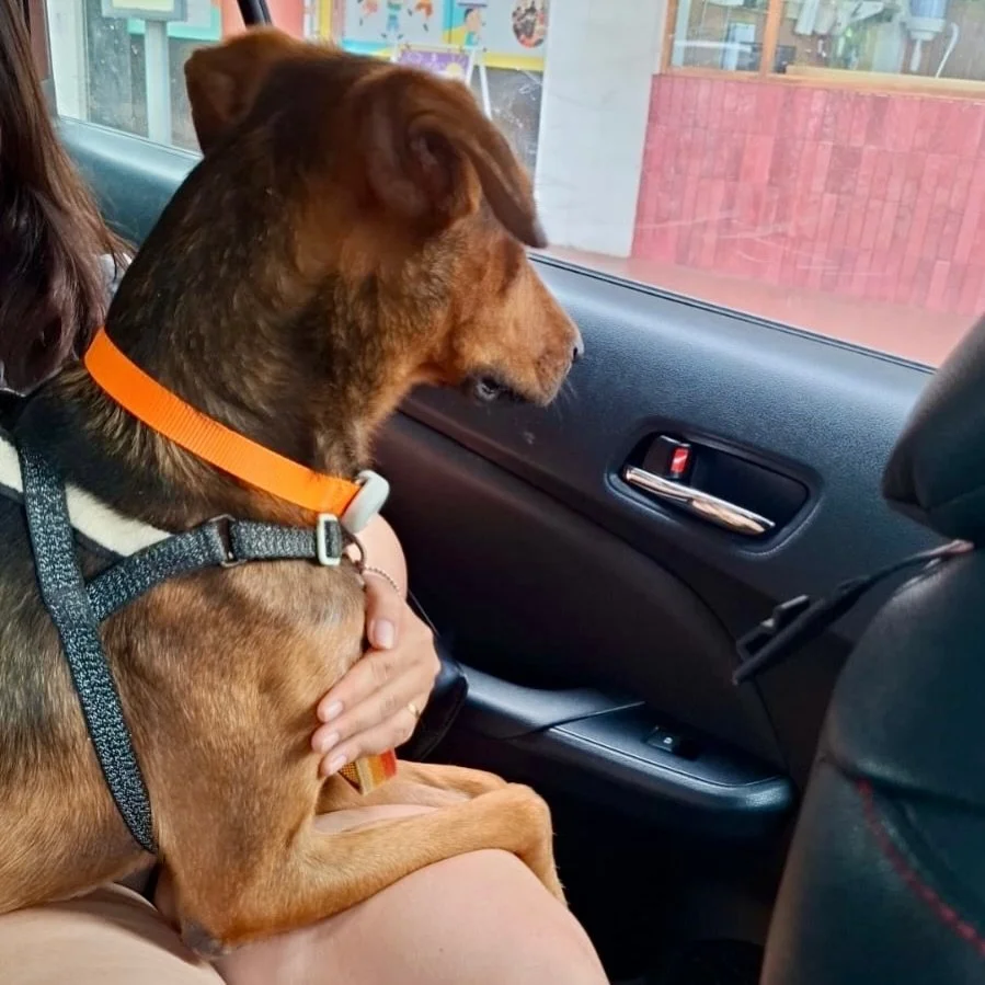 When the view is good and the human is comfy 😌🐶 #pawpledge #pettaxisg #pettransportsg #ridewithpawpledge #sgpettaxi