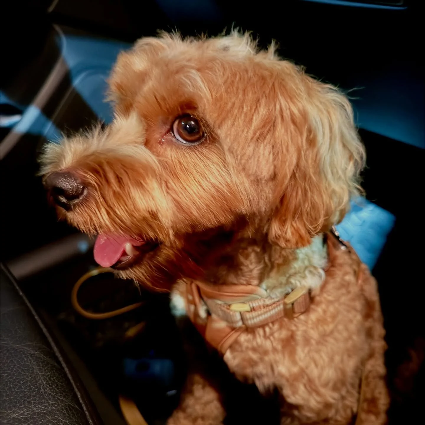 After-dark departure with this little co-pilot 🌙🚖 #pawpledge #pettaxisg #pettransportsg #ridewithpawpledge #sgpettaxi