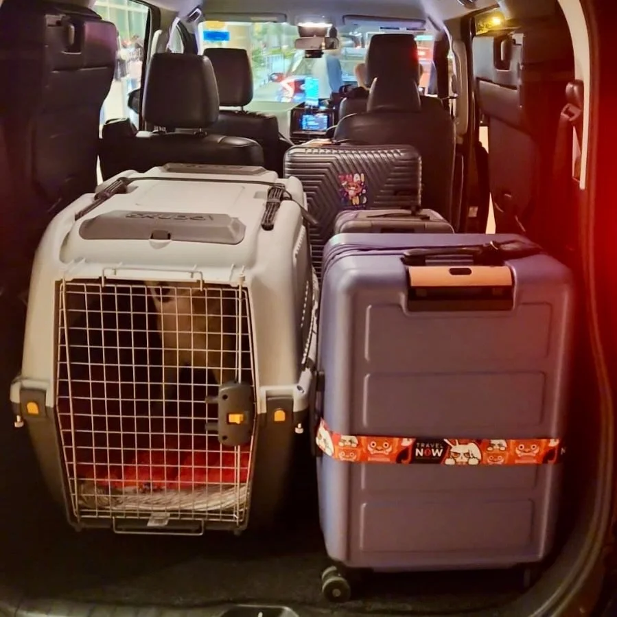 Night transfer complete. Safe travels back to Japan ✈️🐾 #pawpledge #pettaxisg #pettransportsg #petrelocation #sgpettaxi