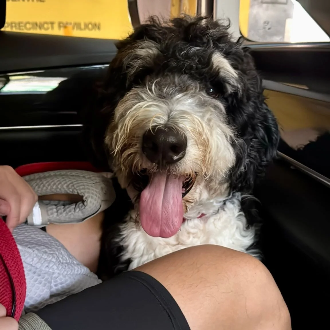 I&rsquo;m Wang Wang. That&rsquo;s all you need to know 😌🐕 #pawpledge #pettaxisg #pettransportsg #bernedoodle #sgpettaxi