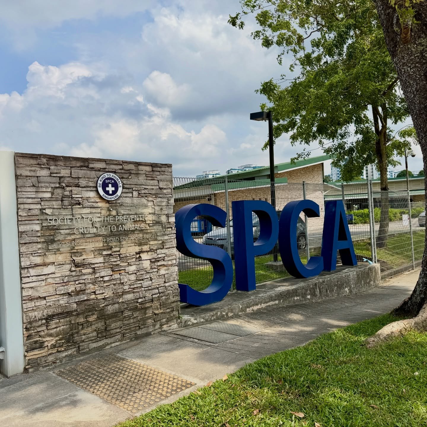 Blind, but full of heart. SPCA pickup to foster home 🐶🏡 #pawpledge #pettaxisg #pettransportsg #ridewithpawpledge #sgpettaxi