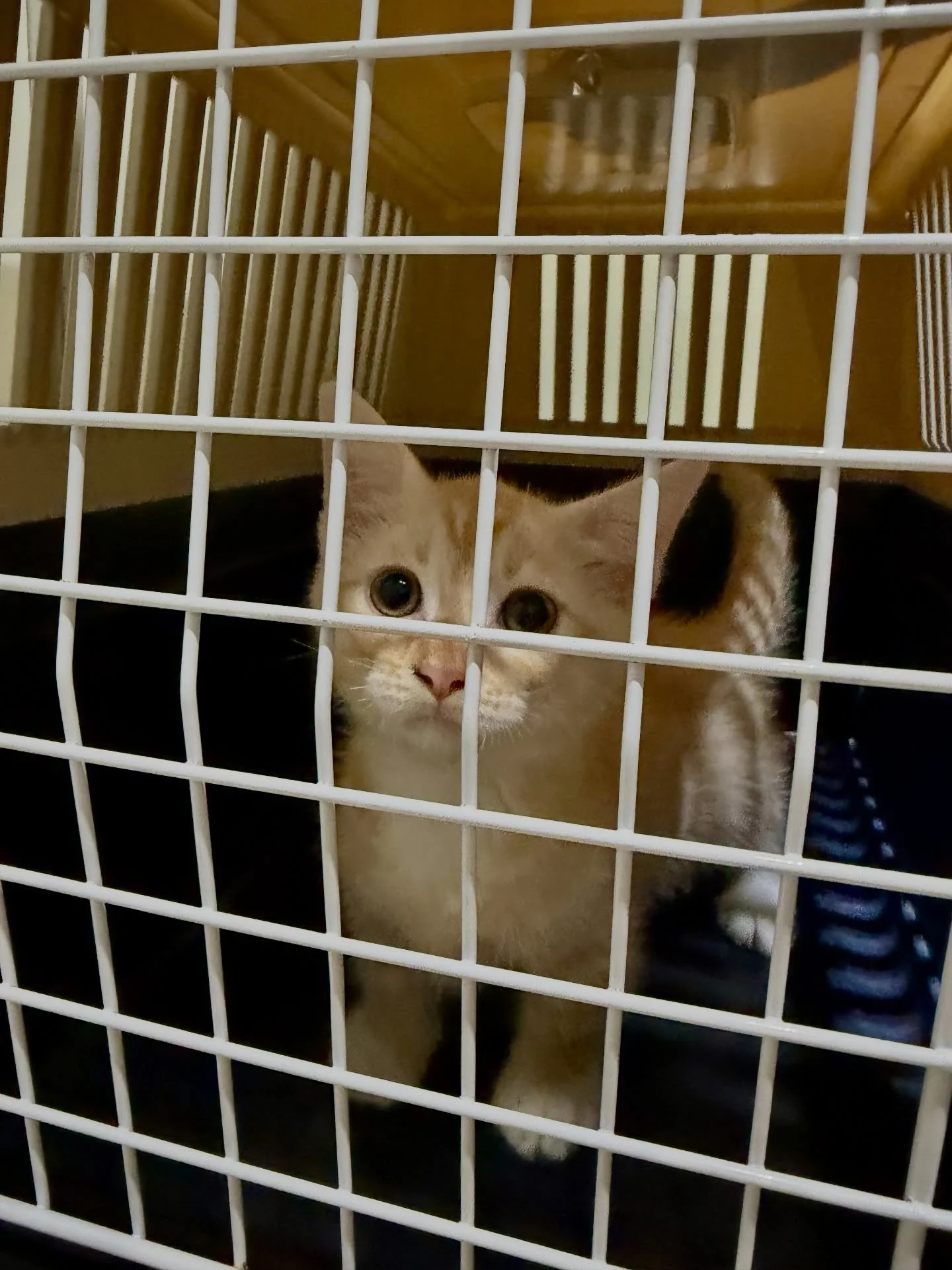 Crowd control needed. Kitten too popular🐱🚧#pawpledge #pettaxisg #pettransportsg #ridewithpawpledge #sgpettaxi