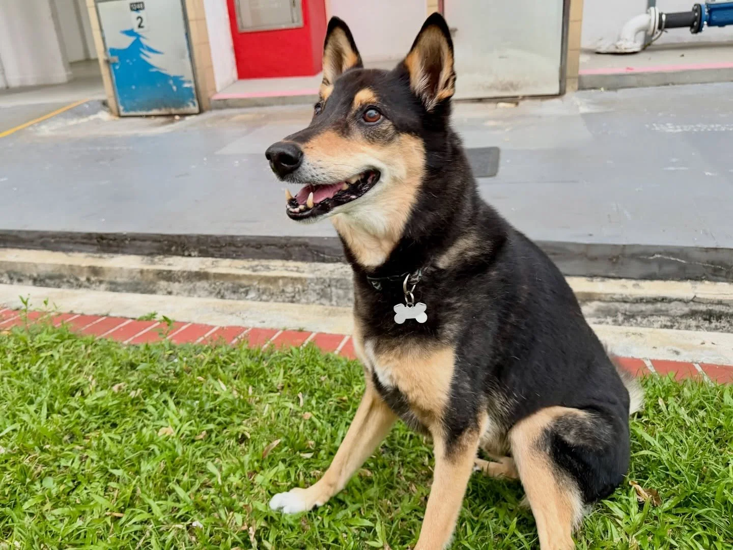 13 years overseas. Portugal last. Pablo finally home 🐾🇸🇬 #pawpledge #petrelocation #pettransportsg #ridewithpawpledge #sgpettaxi