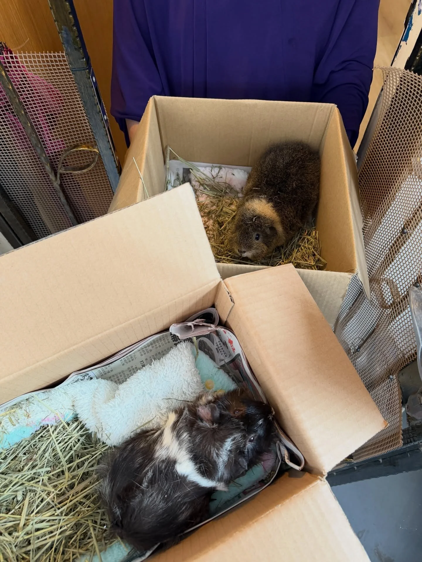 Guinea pigs delivered - small size, maximum charm 🐹🐹✨ #pawpledge #pettaxisg #pettransportsg #ridewithpawpledge #sgpettaxi