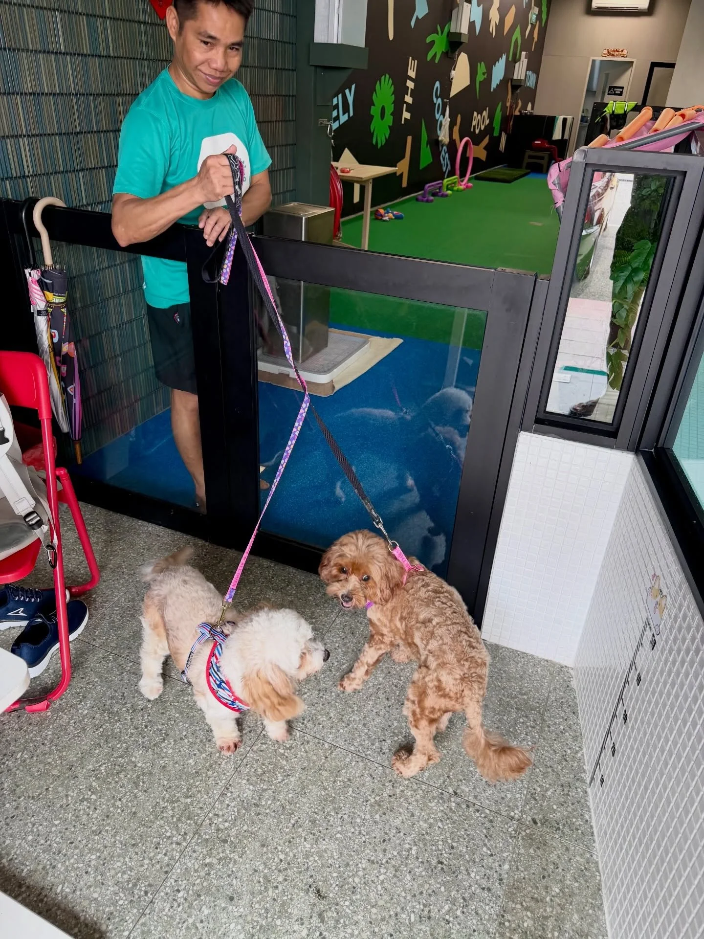 Three students on the way to school 🎓🐶 #pawpledge #pettaxisg #pettransportsg #ridewithpawpledge #sgpettaxi