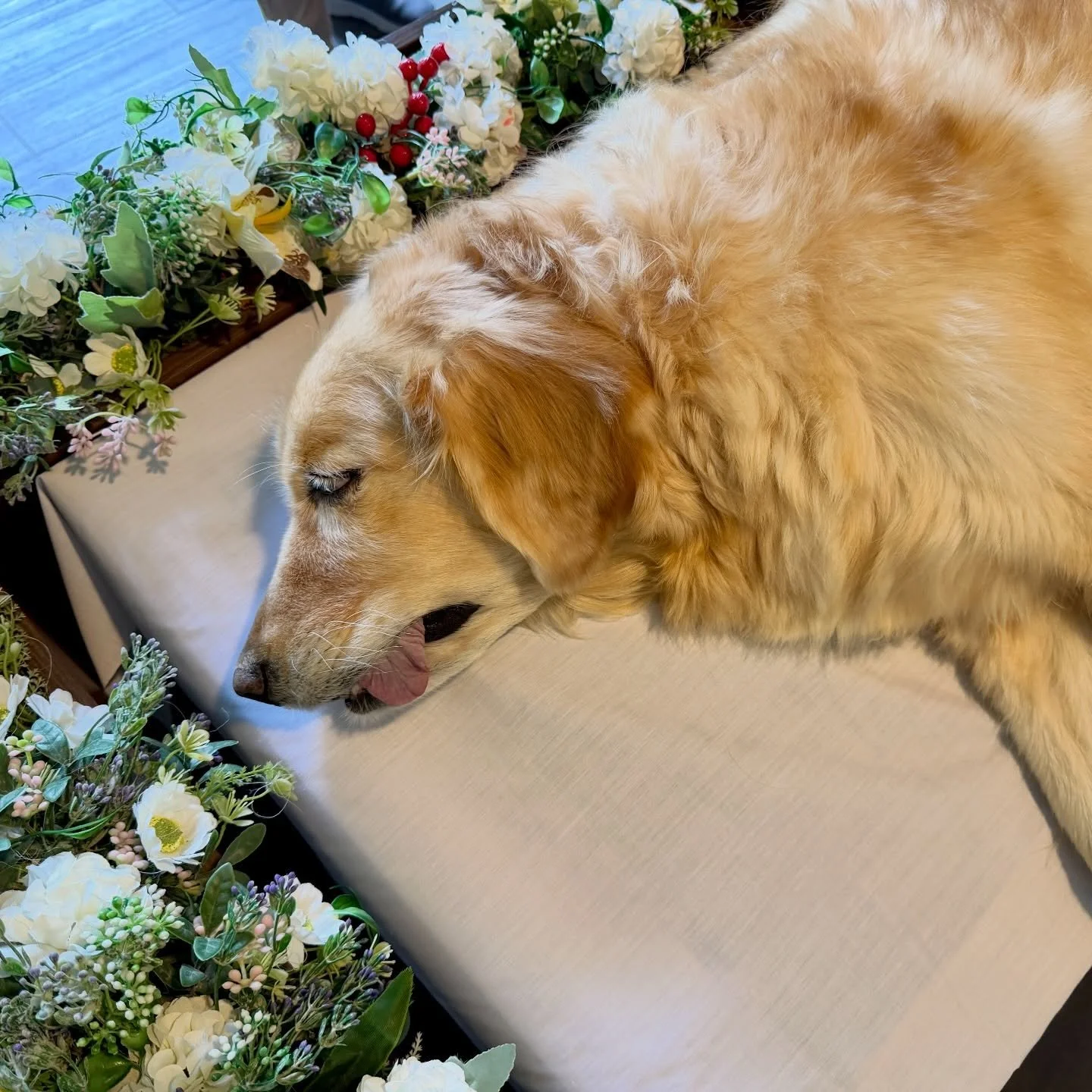 Sheeba&rsquo;s final journey today.
10 beautiful years. Run free, sweet girl 🌈🐾 @mandaipets #sgpettransport #sgpettaxi #goldenretriever #rainbowbridgedogs