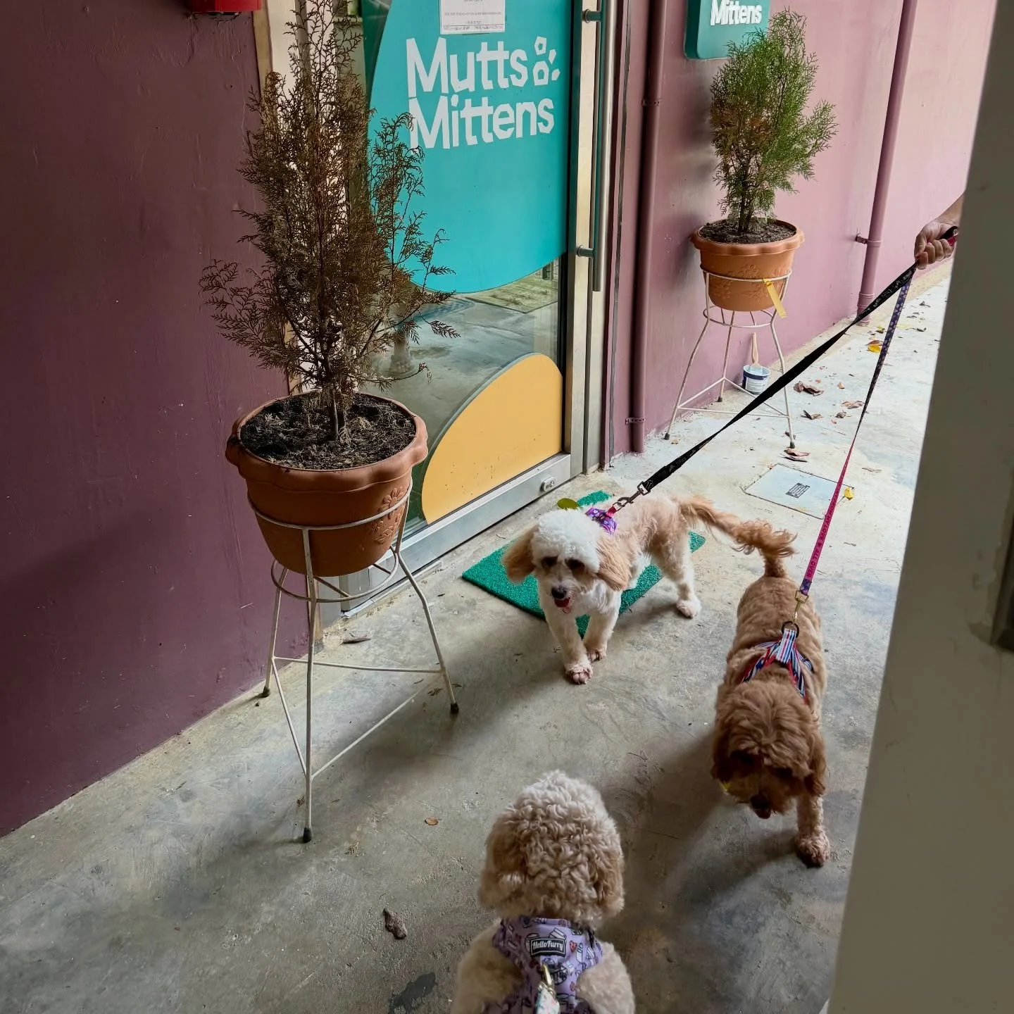 Three eager dogs crossing from one boarder to another. Adventure awaits 🐶 🐶 🐶 #pawpledge #pettaxisg #pettransportsg #ridewithpawpledge #sgpettaxi @muttsnmittens